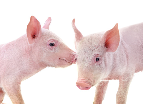 Two little pigs isolated on a white background.