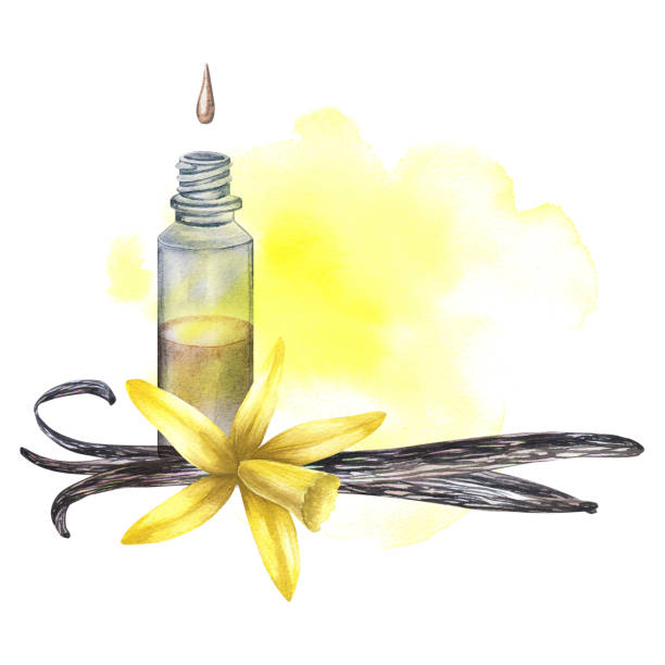 vanilleblüte mit einer flasche vanilleöl und einer schote. handgezeichnete aquarellillustration der gelben orchideenblüte und der vanilleölflasche mit aquarellfleck auf weißem isoliertem hintergrund. - vanilla spice pod isolated stock-grafiken, -clipart, -cartoons und -symbole