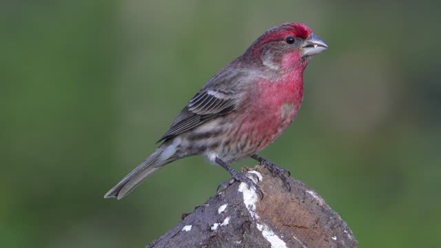 House Finch Perched on a Log
