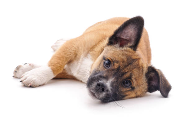 istock Dog that lies down. 2035354414