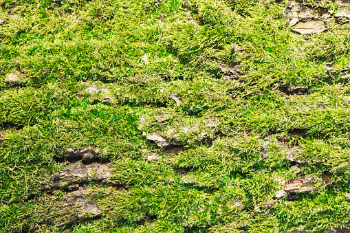 Foliage green plant pattern. Lichen detailed macro backdrop.