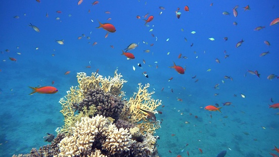 Underwater life in the ocean. Tropical fish.   \nOcean. Underwater life in the ocean. Colorful corals and fish.\nDiving. Tropical fish and coral reef.