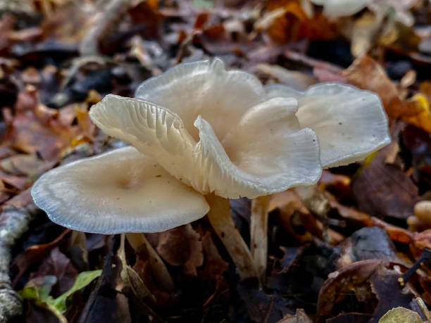 istock Mushrooms growing on a forest floor among fallen leaves in autumn 2035369932