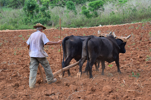 Vinales, Cuba - May 3, 2016: Old farmer plows a barren field with two oxen