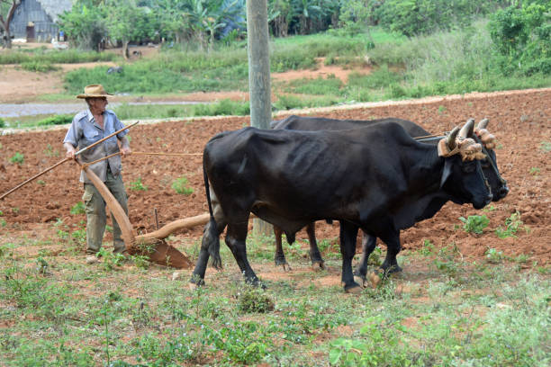 Vinales, Cuba - May 3, 2016: Old farmer plows a barren field with two oxen