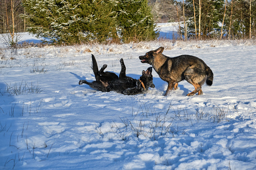 Black and gray German Shepherd dogs playing in a snowy meadow on a sunny winter day in Skaraborg Sweden