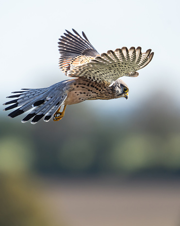 A falcon in flight while searching for prey.