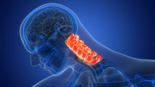 istock Spinal Cord Vertebral Column Cervical Vertebrae of Human Skeleton System Anatomy 2035387041