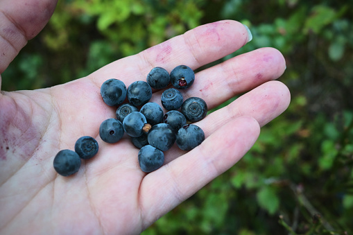 Hand holding a palm full of blueberries.