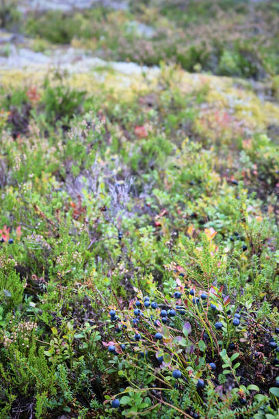 istock Blueberries, berries on a bush in the forest 2035401229