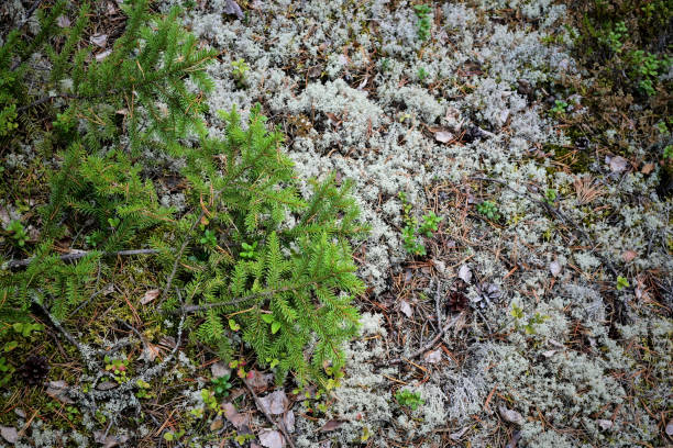 istock Autumn forest background: grass, forest, moss, blueberry, lichen 2035401758