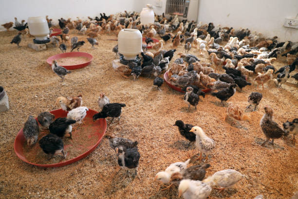 istock Colorful Chicken Chicks at the Poultry Farm. 2035405214