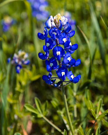 Closeup of a single stalk of a bluebonnet flower.