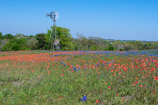 A lone windmill rises above a field of windflowers against a deep blue sky.