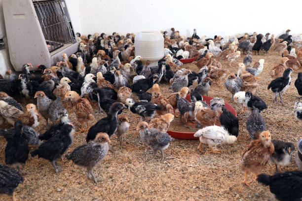 istock Colorful Chicken Chicks at the Poultry Farm. 2035410738