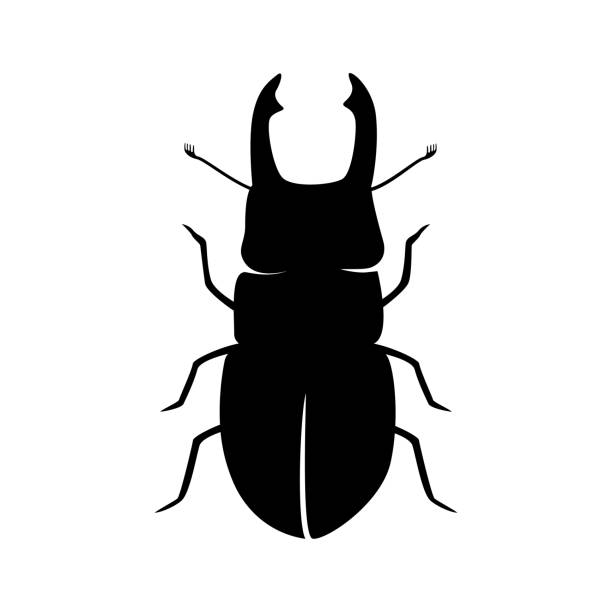 ilustraciones, imágenes clip art, dibujos animados e iconos de stock de diseño de silueta de escarabajo - silhouette stag beetle beetle insect