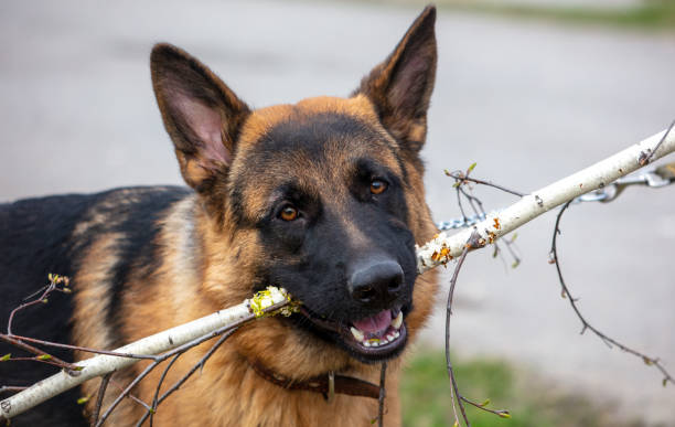 istock German shepherd dog standing on the grass with a stick in his teeth 2035425763