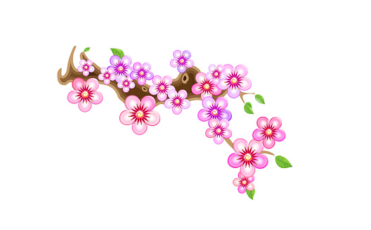 Attribute of hanami, branch sakura,  illustration. Cherry blossom, with flowers in anime style. Unorthodox East Asian decoration tradition in partially animated stylistic solution.