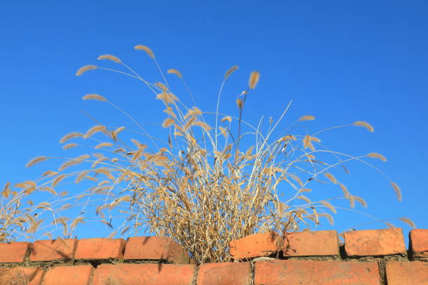 Dried Dogtail grass on the broken wall, North China