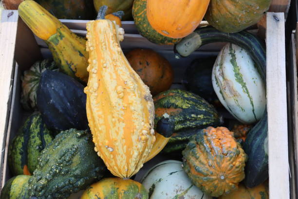 istock Assorted ornamental gourds in a wooden crate 2035439772