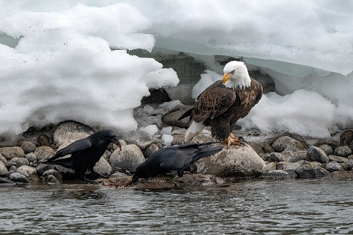 Bald Eagle and Ravens on carcass beside the Yellowstone River in Montana in western USA of North America. Nearest cities are Gardiner, Livingston, Bozeman and Billings, Montana, Salt Lake City, Utah, and Denver, Colorado.