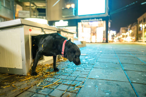 dog sleeping at Istanbul