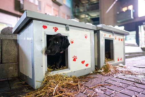 Dog resting in his beautiful house with heart and paw shaped prints on it during winter evening in the city. Caring for homeless pets concept