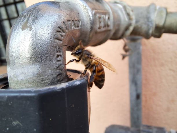 istock Bee drinking water from a faucet 2035461873