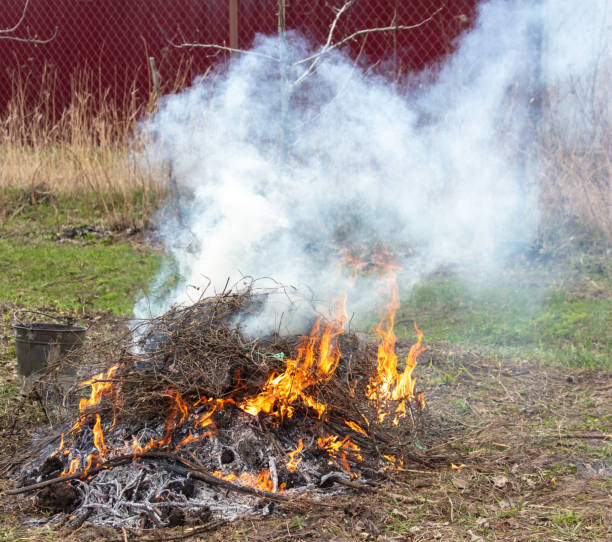 istock Burning dry grass on the ground in the forest. Close-up 2035463535
