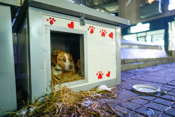 Snoopy Dog House for Dogs