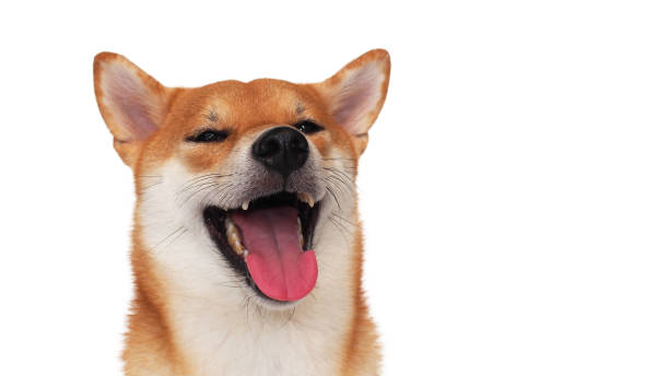 istock isolate portrait happy smiling red shiba inu on white background, For use in illustrations, Background image or copy space. 2035465734