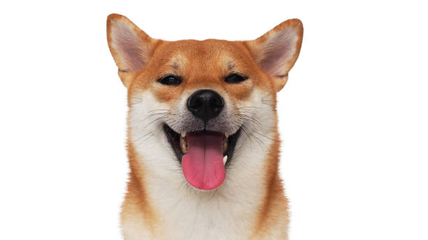 istock isolate portrait happy smiling red shiba inu on white background, For use in illustrations, Background image or copy space. 2035465740