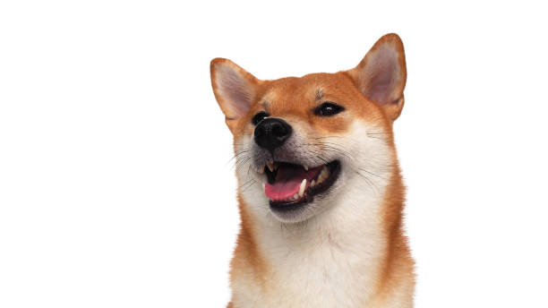 istock isolate portrait happy smiling red shiba inu on white background, For use in illustrations, Background image or copy space. 2035465743