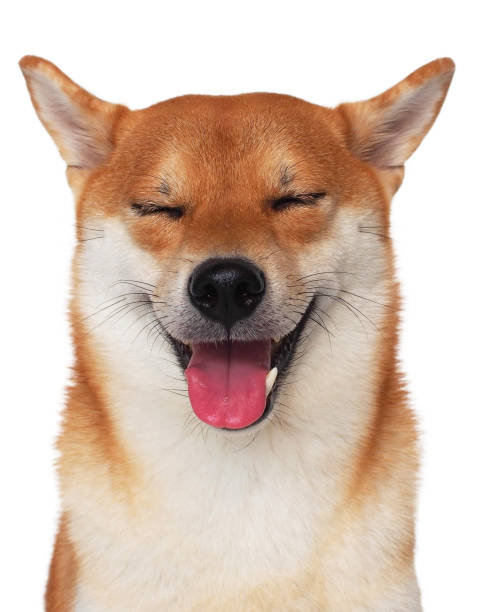 istock isolate portrait happy smiling red shiba inu on white background, For use in illustrations, Background image or copy space. 2035471630