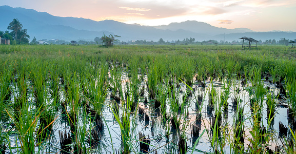 Rice field agriculture grain food  yield season