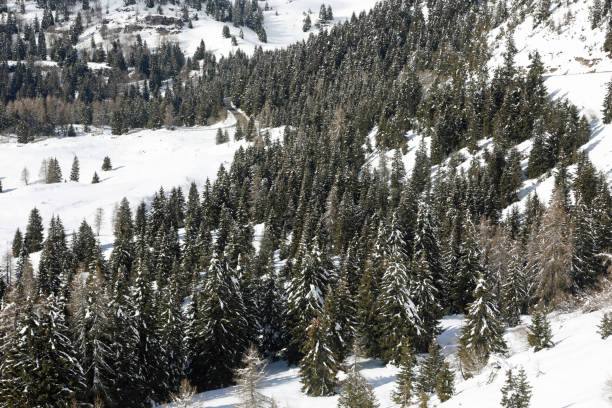 mountain forest of larch trees in winter with freshly fallen snow