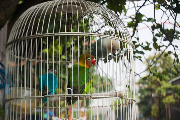 The masked lovebird (Agapornis personatus) is a species of psittaciform bird of the family Psittacidae native to the north-eastern regions of Kenya and Tanzania. It is widely bred in captivity as a pet or cage bird. It is one of the hardiest and most common inseparable birds on the bird market, very attractive because of its striking appearance.