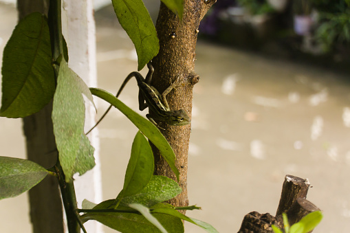 Chameleon on tree branch