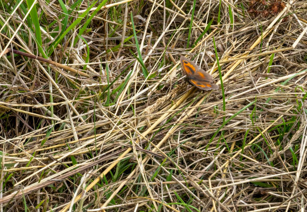 Gatekeeper butterfly on dry grass in a meadow