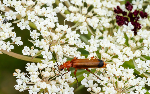 Cow parsley close up with a Red soldier beetle in the foreground