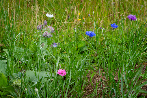 Cornflowers and borage wildflowers