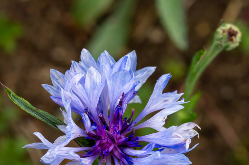 Close up of blue cornflower flower isolated on white background.  Blue Cornflower Herb or bachelor button flower. Macro picture of corn flowers.