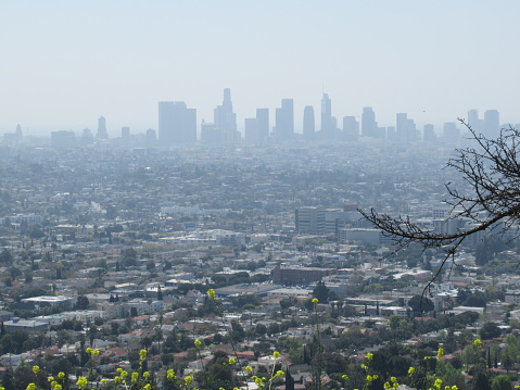 Los Angeles downtown cityscape from the hilly suburban area