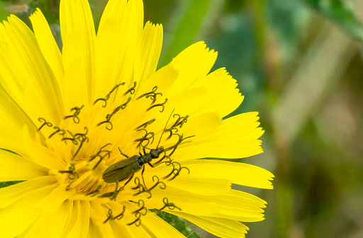 A big patch of bright yellow daisies