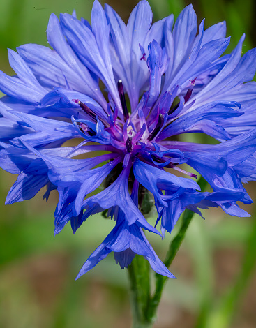 Cornflower close up