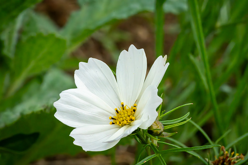 Japanese thimble flower, or anemone, photographed close up with selective focus on petals and stamens and blurred background