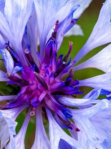 Cornflower close up