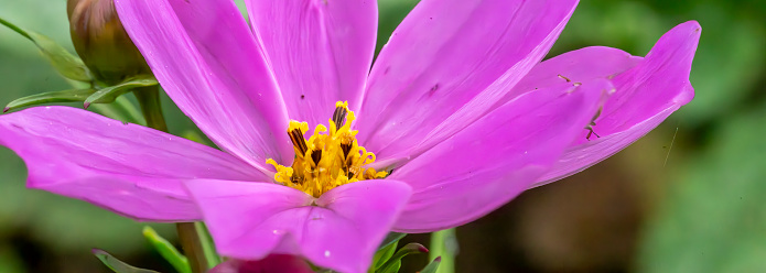 Pink Trillium flower