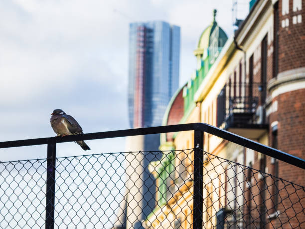 A pigeon is perched on a wooden fence in front of a brick building. The bird appears to be observing its surroundings.