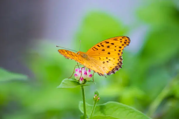 A male Indian fritillary (Black-tipped fritillary) butterfly on a pink persicaria thunbergii flower.